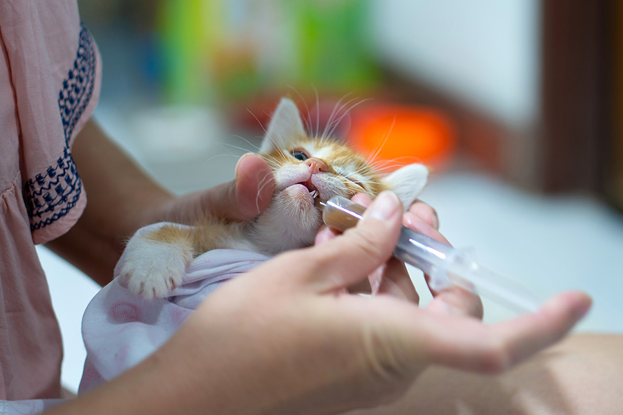 Vet Clinics